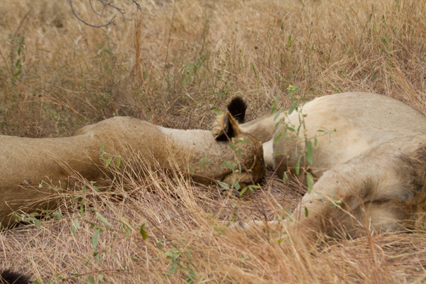 20120728   Sudafrica 0221